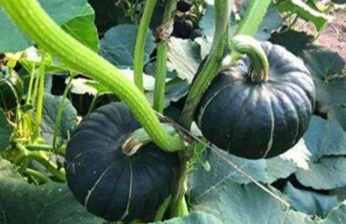 认真吃瓜网红图片,揭秘“认真吃瓜网红”的爆红之路